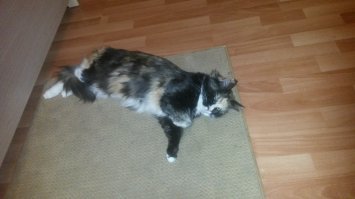 ...Кася моя уделала бы эту крысу на раз ...еще ходила бы за ноги кусала "приготовь-приготовь !!!!"  ну не сырой ее жрать