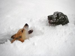 Рухнет да.И что?Мы умрём?Катастрофа?