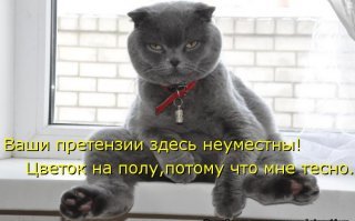 15 типичных манер поведения кошек, которые смешат и раздражают одновременно