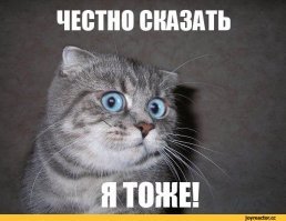 Женщина вытатуировала на теле портрет своего кота его собственной шерстью