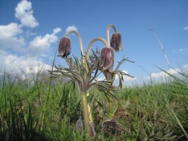 у нас, в Горловских степях сон-трава