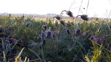 у нас, в Горловских степях сон-трава