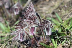 у нас, в Горловских степях сон-трава