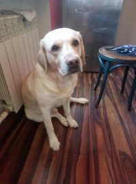 Очаровательные лабрадоры и ретриверы