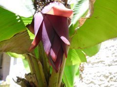 Цветок банана