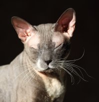 Субботний котопост