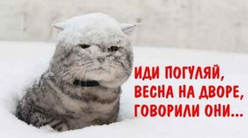 Субботний котопост