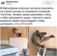 Опоссум и домашний кот