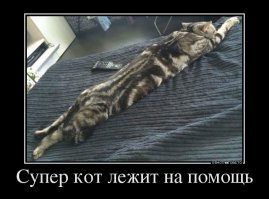 Лень, драма и снова лень в 20 "гифках" с котиками, идеально описывающими жизнь