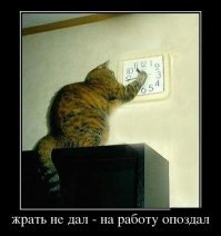 Опоссум и домашний кот