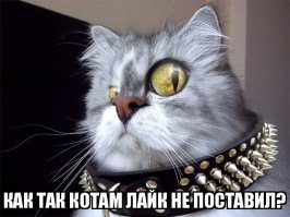 Субботний котопост