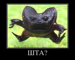 20 невероятно странных животных нашей планеты