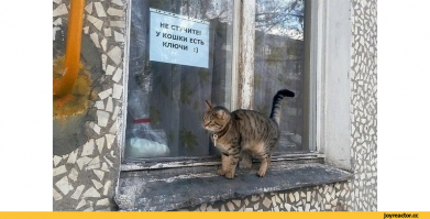 Умная кошка звонит в звонок, чтобы попасть домой