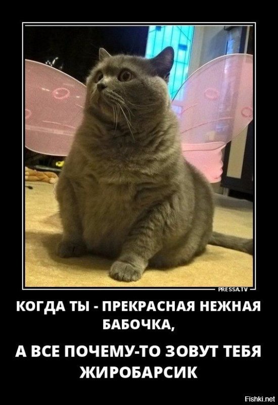 Субботний котопост