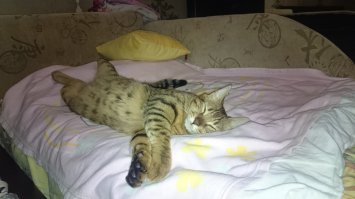 Мой бенгальчик