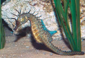 С этим что ли скрещивали?