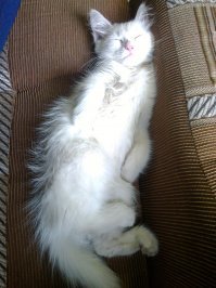 Субботний котопост