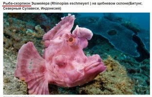 Самое странное животное в посте - аффтар 
Невероятная безграмотность + безудержная жажда лайков сделала своё дело. Безмозглый копипастер перепёр у такого же "гения" шЫдевр, в сути которого этот аффтар мало того что - ни в зуб ногой, так ещё и с претензией на сенсацию!!!
Итак, коротенько о том, что меня просто выбесило (остальное можно просто погуглить или просмотреть в википедии, чтобы узнать: так ли оно на самом деле):
1. Trigonognathus kabeyai. Можно посмотреть по ссылке, что указанный вид - совершенно не то, что на выдают на фотке:

Кстати говоря, на фото изображена рыба-мутант. Такого вида рыб в природе не существует. А "рыбку" не так давно кто-то где-то выловил... (гуглить лениво, сделайте это сами)
2. Рыба-скорпион Эшмейера  Это кретинизм в высшей степени! Рыба-скорпион, мля...
Да не скорпион!!! А рыба семейства СКОРПЕНОВЫХ!!!!


Неуважаемый (-ая) Millefeuille! Лично от меня вам - жЫрный минус. С этого поста - во всех последующих тоже. Объясняю за что: за неуважение к читателям. За наглый обман, за публикацию непроверенных (да их никто и проверять не собирался) материалов.
Я высказался, ИМХО.