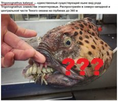 Самое странное животное в посте - аффтар 
Невероятная безграмотность + безудержная жажда лайков сделала своё дело. Безмозглый копипастер перепёр у такого же "гения" шЫдевр, в сути которого этот аффтар мало того что - ни в зуб ногой, так ещё и с претензией на сенсацию!!!
Итак, коротенько о том, что меня просто выбесило (остальное можно просто погуглить или просмотреть в википедии, чтобы узнать: так ли оно на самом деле):
1. Trigonognathus kabeyai. Можно посмотреть по ссылке, что указанный вид - совершенно не то, что на выдают на фотке:

Кстати говоря, на фото изображена рыба-мутант. Такого вида рыб в природе не существует. А "рыбку" не так давно кто-то где-то выловил... (гуглить лениво, сделайте это сами)
2. Рыба-скорпион Эшмейера  Это кретинизм в высшей степени! Рыба-скорпион, мля...
Да не скорпион!!! А рыба семейства СКОРПЕНОВЫХ!!!!


Неуважаемый (-ая) Millefeuille! Лично от меня вам - жЫрный минус. С этого поста - во всех последующих тоже. Объясняю за что: за неуважение к читателям. За наглый обман, за публикацию непроверенных (да их никто и проверять не собирался) материалов.
Я высказался, ИМХО.