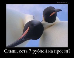 Увлеченная позированием пара сдобных пингвинов попала на видео