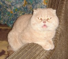 Субботний котопост