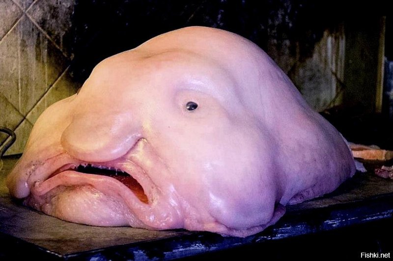 Рыба-капля (лат. Psychrolutes marcidus)   глубоководная донная морская рыба семейства психролютовые, которую из-за её непривлекательного внешнего вида часто называют одной из самых причудливых океанских глубоководных рыб на планете.