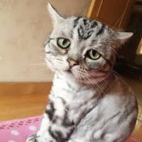 Вот самая грустная кошка на свете