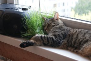 Самые популярные породы кошек в России по версии "Авито"