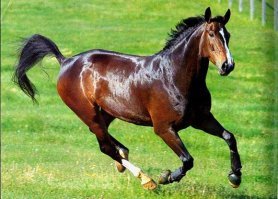Английская верховая - жеребята от 1 млн. долларов.
