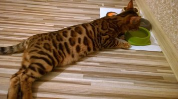 Наш "электровеник" Сникерс)) Бенгал.
Умный, наглый, борзый, молодой красавец. Очень разговорчивый, по тону мявка понимаем, чего ему надо)
Сам запрыгивает на ручки, иногда без предупреждения)
Обожает всех членов семьи, в т. ч. рыбок в аквариуме, пытается поймать их через стекло)
А вот слушается только меня, и ходит за мной по дому как привязанный) Очень общительный.