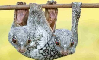 20 невероятно странных животных нашей планеты