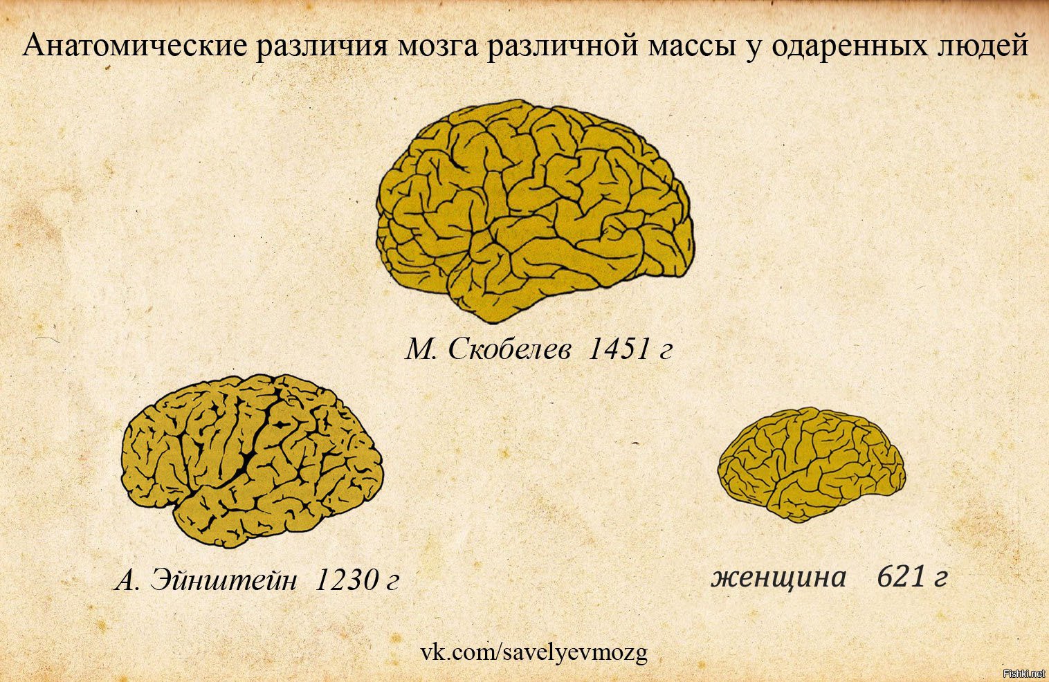 Размер человеческого мозга