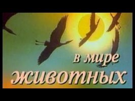 Цыганские свадьбы и похороны: кич, блеск и страсти!
