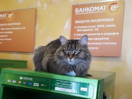 Лень, драма и снова лень в 20 "гифках" с котиками, идеально описывающими жизнь