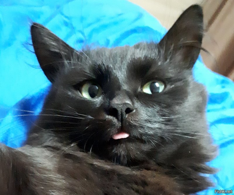 Лень, драма и снова лень в 20 "гифках" с котиками, идеально описывающими жизнь