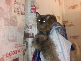 У меня розово-полосатый Вася и 2 бурмы. Крупный бурменок - спокойный котопес, а вот три последних фото- его сестрица,невозможная  мелкая шкода, которая лазит по вешалкам и занавескам, спит на створке двери.