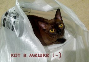 У меня розово-полосатый Вася и 2 бурмы. Крупный бурменок - спокойный котопес, а вот три последних фото- его сестрица,невозможная  мелкая шкода, которая лазит по вешалкам и занавескам, спит на створке двери.