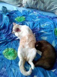 У меня розово-полосатый Вася и 2 бурмы. Крупный бурменок - спокойный котопес, а вот три последних фото- его сестрица,невозможная  мелкая шкода, которая лазит по вешалкам и занавескам, спит на створке двери.