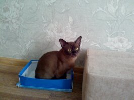 У меня розово-полосатый Вася и 2 бурмы. Крупный бурменок - спокойный котопес, а вот три последних фото- его сестрица,невозможная  мелкая шкода, которая лазит по вешалкам и занавескам, спит на створке двери.