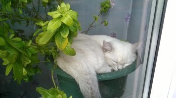 А вот мой красавец!Британская шиншила, нам всего 5 месяцев!:)