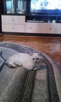 А вот мой красавец!Британская шиншила, нам всего 5 месяцев!:)