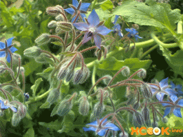 еще . есть такая огуречная травка. растет очень быстро по ранней весне готова к употреблению -запах свежих огурцов просто обалденный .рекомендую посадите в огороде . сразу предупреждаю. не хотите с ней бороться как с сорняком- срезайте ее к черту как отцветет. о корней весной снова отрастет