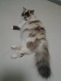 Позавчера умерла наша Зая. Мы в шоке и трауре.