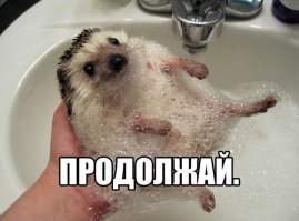 Ежи и интересные факты о них