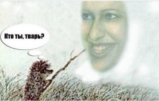 Ежи и интересные факты о них