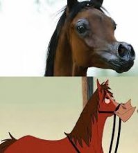 Эль Рей Магнум — жеребец с мультяшной внешностью