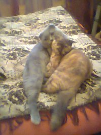 Это у меня дома такая любовь-морковь