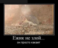 Ежи и интересные факты о них