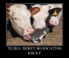Пост хорошего настроения