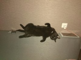 У меня такой же бандит растет.